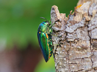 树上的宝石甲虫一绿色的甲壳虫或西顿奥拉塔采用指已提到的人太阳向一