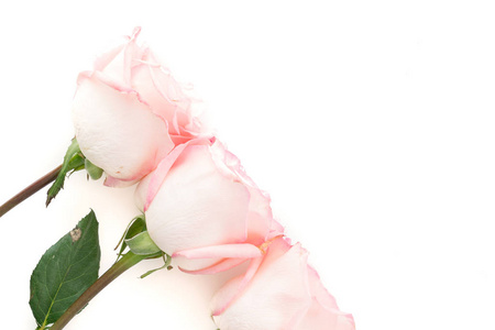 粉红和白色玫瑰