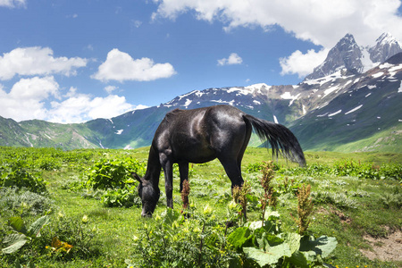 马在山上晴朗的夏日。马在佐治亚州上斯瓦涅季亚的山草甸放牧。山上的绿草, 有马, 有雪峰的岩石 Ushba 山的背景。