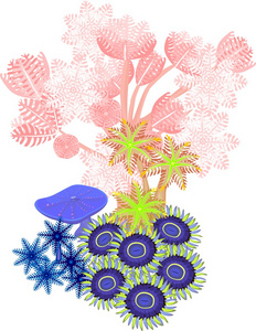 Clavularia，抽花粉直感，zoanthus软珊瑚