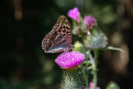 蝴蝶坐在一朵花