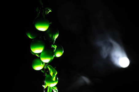 绿色樱桃李 Alycha 支紧靠一个黑暗的背景与烟雾效果。春天的时候