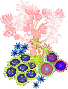 Clavularia，抽花粉直感，zoanthus软珊瑚