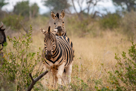 南非大草原上的野斑马