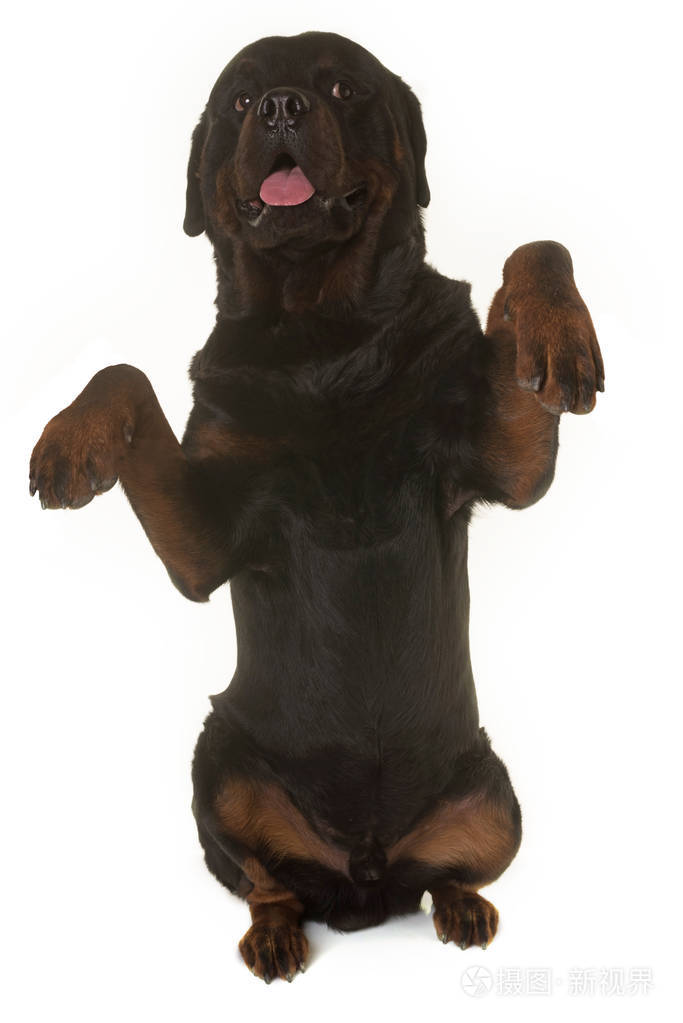 罗特韦尔犬站起来