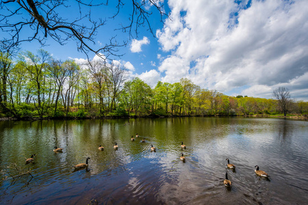 康涅狄格州纽黑文埃奇伍德公园的鸭塘