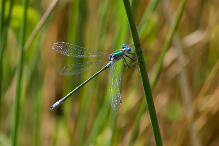 蜻蜓, Lestes 仙女, 夏日阳光下的稀有翡翠