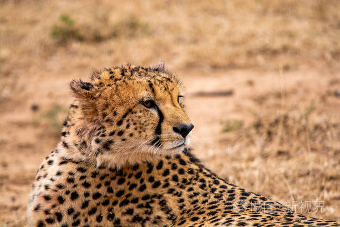 猎豹在自然栖息地野生动物南非