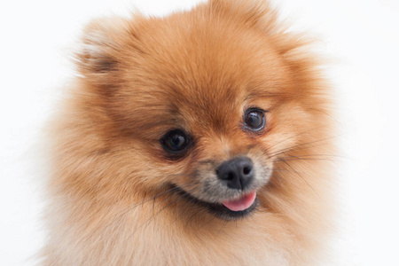年轻的橙色博美犬茨,坐在床上的肖像橙色的博美犬狗年轻的橙色博美犬