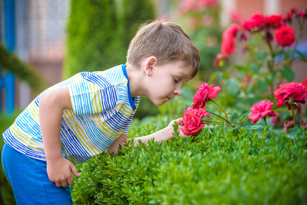 孩子们气味一个男孩微笑和温暖的夏天一天闻一朵玫瑰一幅画像.