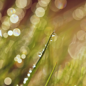 草上的露珠。美丽的自然春天模糊背景。早上在草丛中