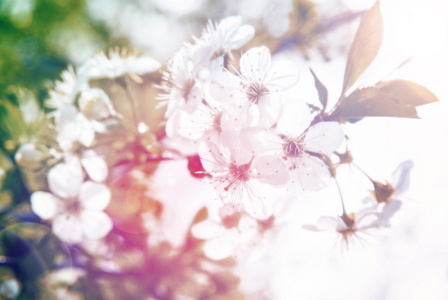 春天开花树在阳光下的花朵