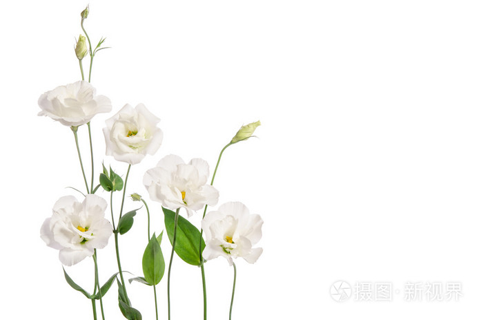 美丽洋桔梗花白色背景上孤立和自由