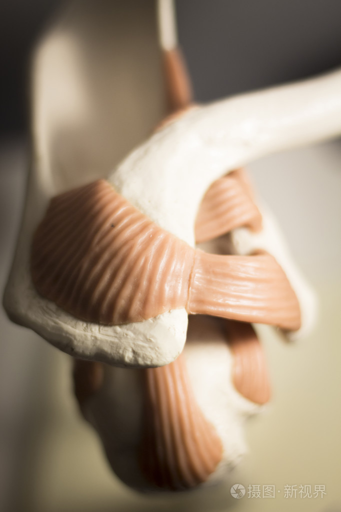 肩膀半月板损伤模型