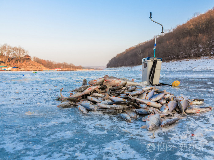冬天钓鱼,钓到了鱼,在冰上.大量的冰上的鱼