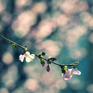 美丽的开花观赏树。 白色和粉红色的花
