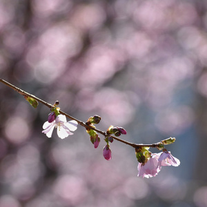 美丽的开花观赏树。 白色和粉红色的花