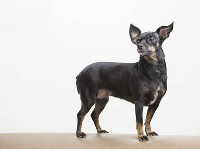 小型犬图片 小型犬素材 小型犬插画 摄图新视界 小型犬图片 小型犬素材 小型犬插画 摄图新视界