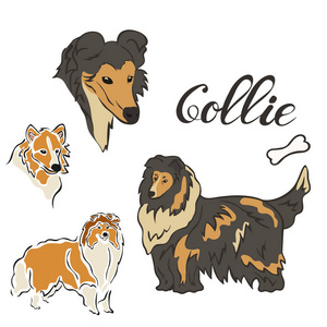 Ccollie 犬养殖矢量插图集隔离。小狗形象在最小的风格, 平面图标。简单会徽设计宠物店, 动物园广告, 标签设计动物食品包装