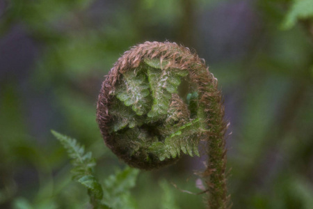 蠕虫蕨类植物在完全展开前的卷叶宏观