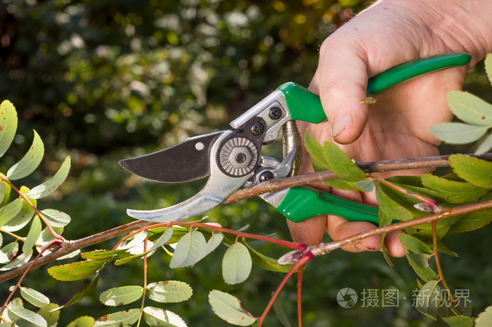林木采伐与整枝上巨大的花园里