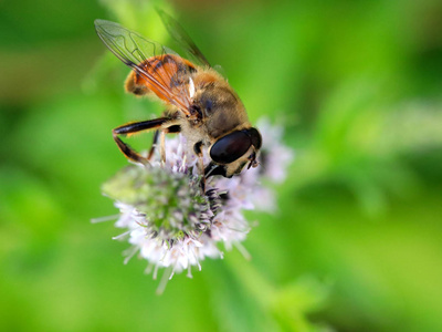 蜜蜂从花朵中采集花蜜作为生态系统的一个消失元素。
