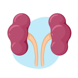 肾图标。人体内部器官