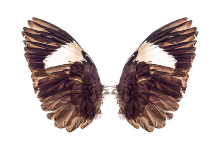 翅膀背景 翅膀背景素材图片 翅膀背景图片素材下载 摄图新视界