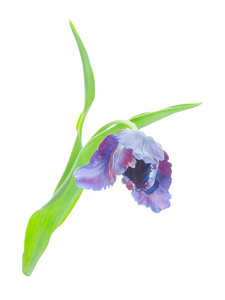 孤立在白色背景上的紫色郁金香花