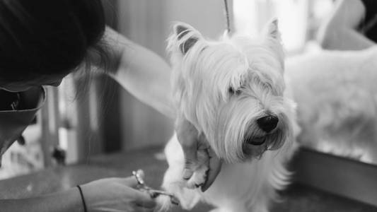 理发的狗理发剪刀白狗.狗在美容沙龙美容.浅焦点照片