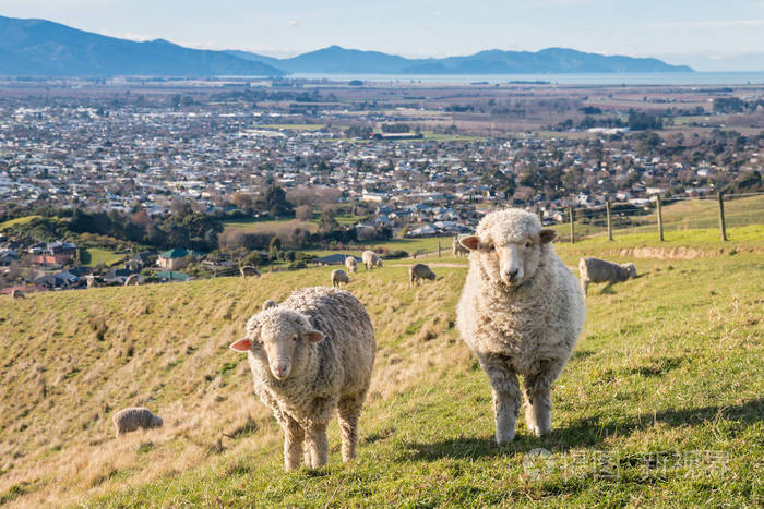 在新西兰南岛布伦海姆镇上空放牧的美利奴绵羊