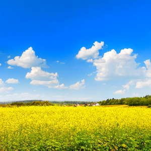 油菜田在蓝蓝的天空