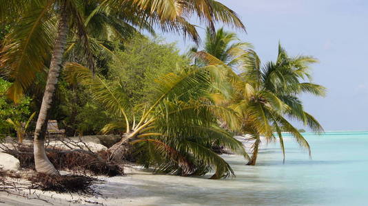 在马尔代夫的棕榈树