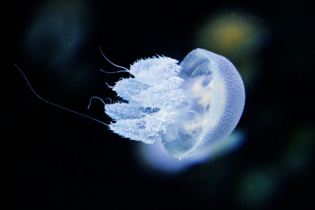 漂浮在深海中的水母 Rhizostoma 肿物