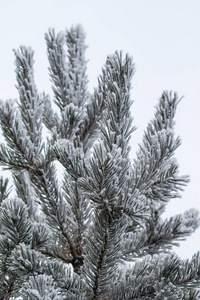 杉木树针上的积雪关闭了