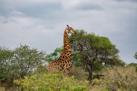 南非野生长颈鹿图片