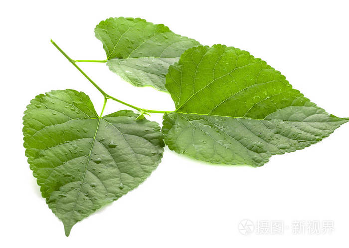 绿色桑叶在白色背景下分离