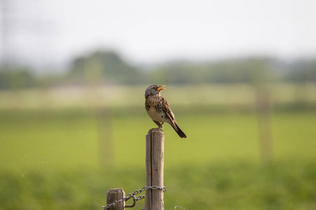 一个 fieldfare 坐在空地上的篱笆柱子上, 嗡嗡叫着蚊子。