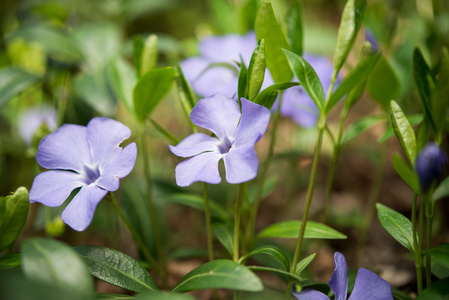 长春花蓝色