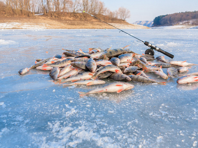 赶上渔夫,鱼儿在冰上.冬天钓鱼,钓到了鱼,在冰上.大量的冰上的鱼照片