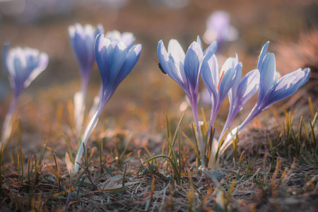 特写魔术春天的花朵在阳光下番红花的视图