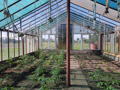 西红柿在温室里种了床。蔬菜 farmin