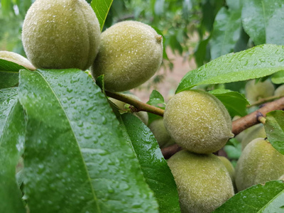 在潮湿的叶子之间的树枝上的绿色桃子, 特写照片