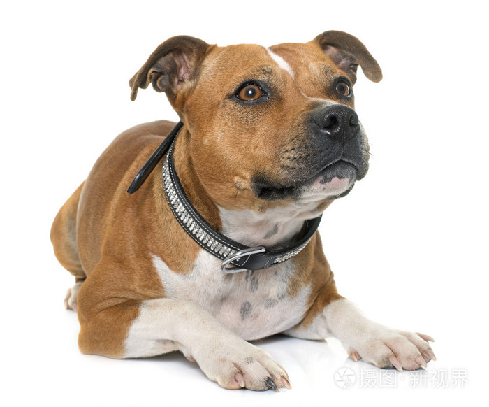 stafforshire斗牛梗