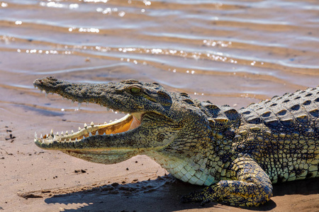 在丘比河, 博茨瓦纳狩猎野生动物的张开的嘴显示牙齿休息尼罗河鳄鱼