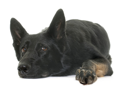 牧羊犬黑白色图片