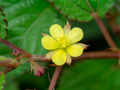 关闭纳塔黄麻花。 Corchorus Olitorius