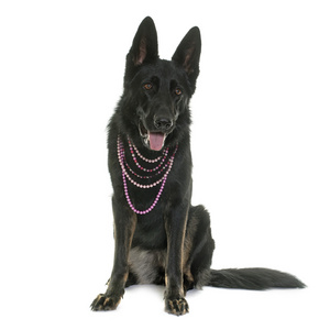 牧羊犬黑白色图片