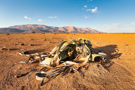 千岁兰有1500年的古植物, Brandberg 山 Erongo, 纳米比亚, 令人惊叹的沙漠植物, 活化石纳米布沙漠沙漠