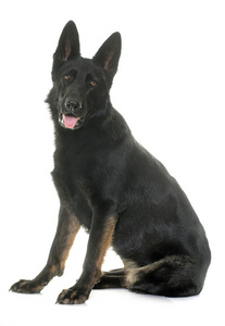 牧羊犬黑白色图片